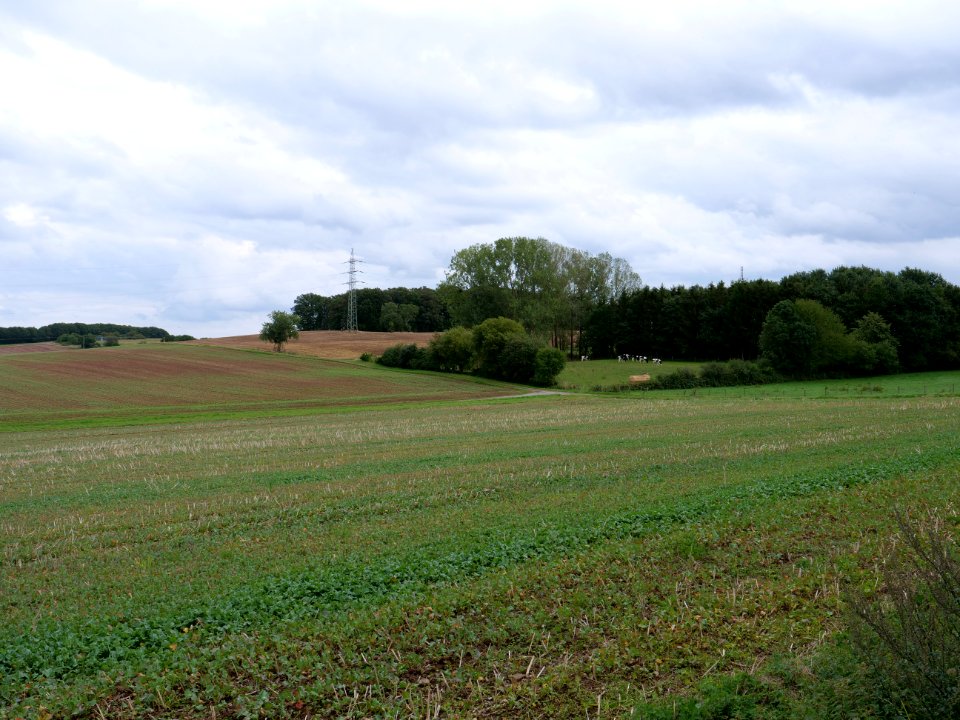 Field near Hergarten 04