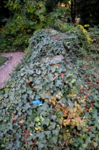 Frankfurt, Hauptfriedhof, Grab C 42 Rumpf