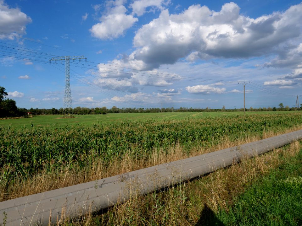 Field near Kieritzsch 2019-08-10 05