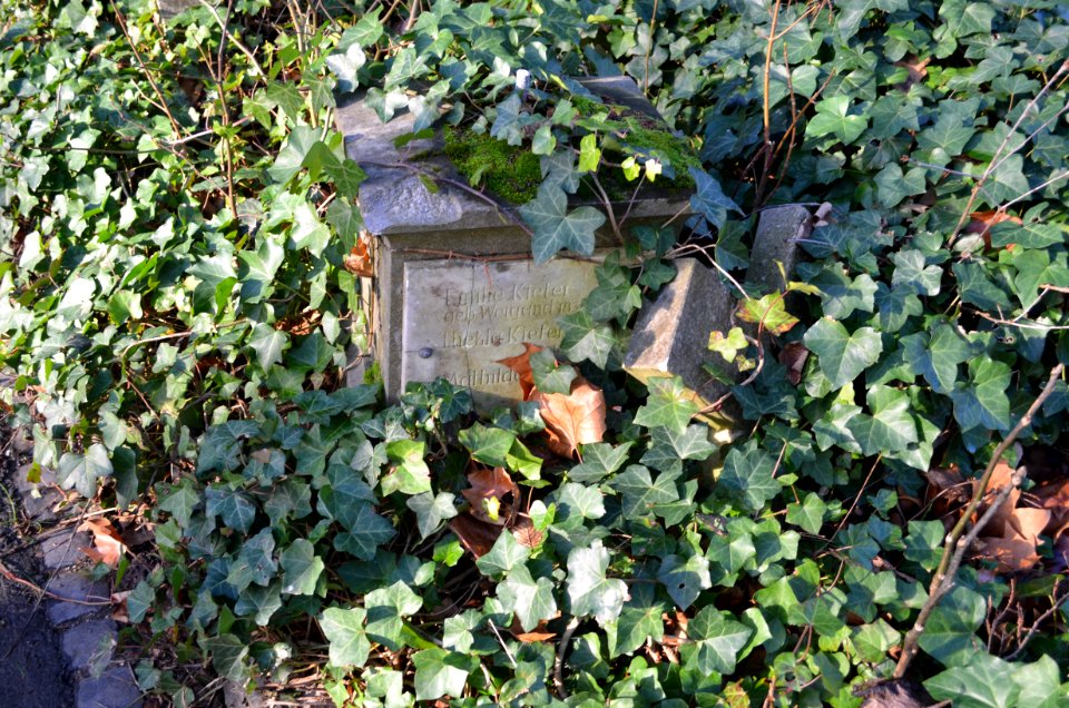 Frankfurt, Hauptfriedhof, Grab C 98 Weigand-Kiefer (1)