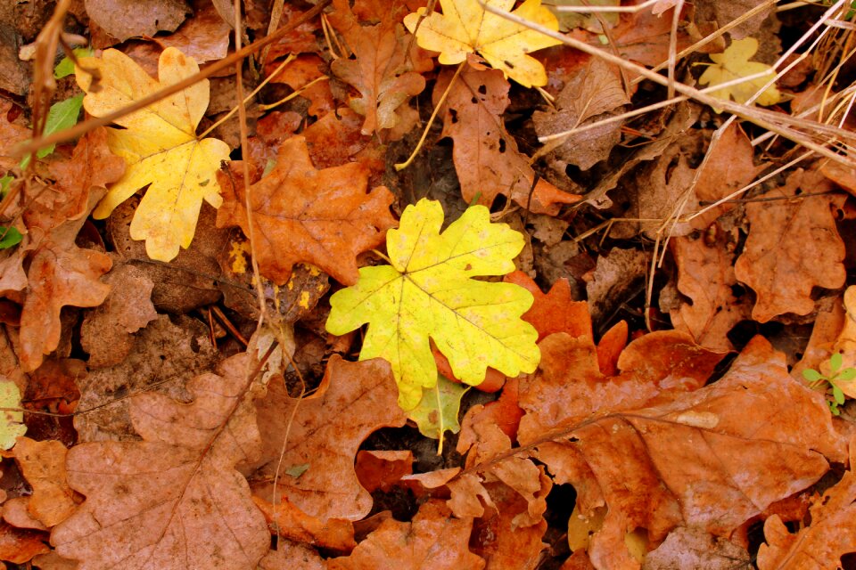 Yellow leaves dry leaves autumn weather