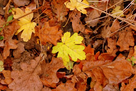 Yellow leaves dry leaves autumn weather photo