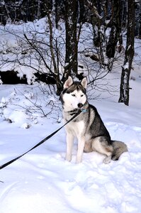 Sled dog sunny winter photo