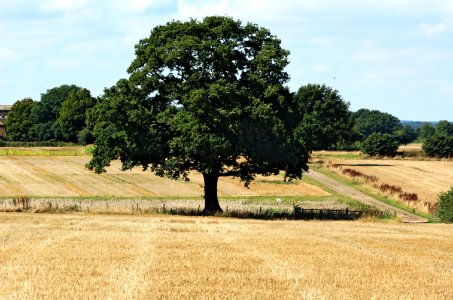 Fields-Rothamsted-20050828-002