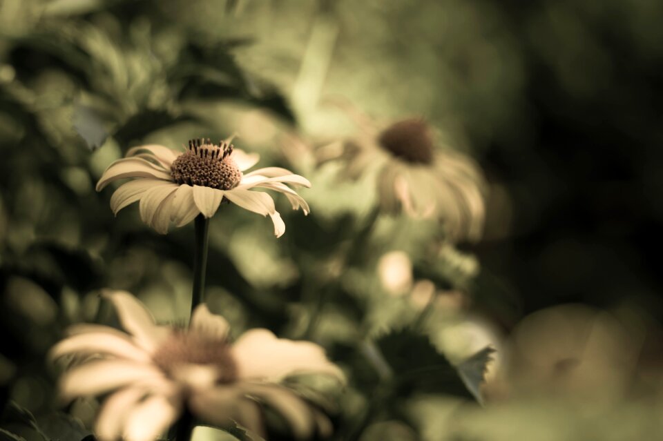 Petals yellow flower garden