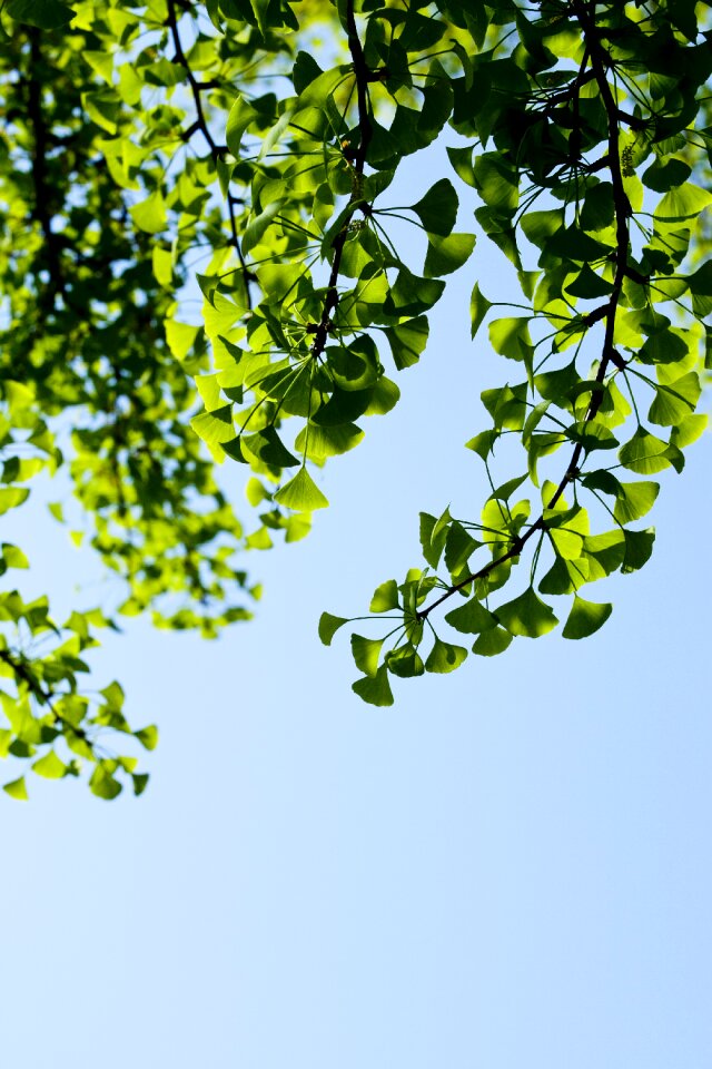 Spring plants nature