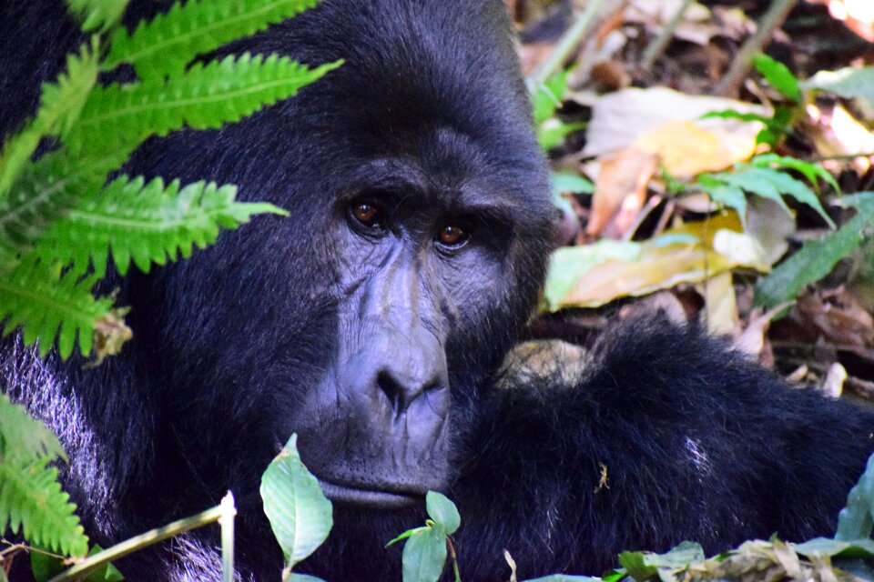 Wood animal mountain gorilla