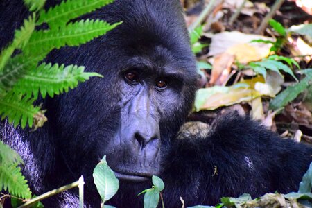 Wood animal mountain gorilla
