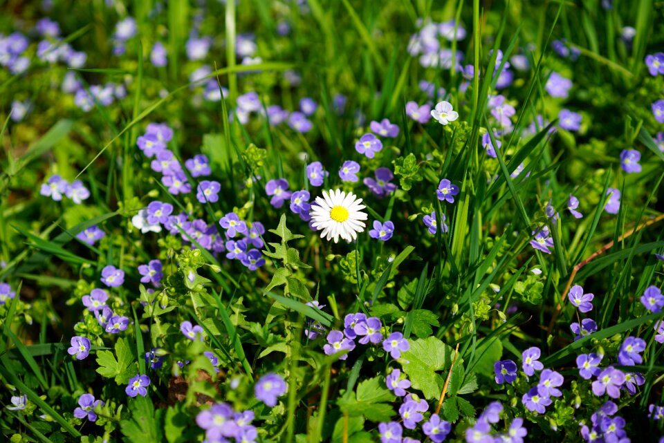 Flower blossom bloom