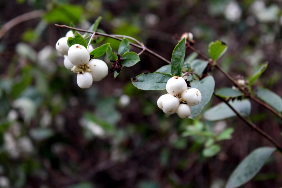 Bush nature vegetation