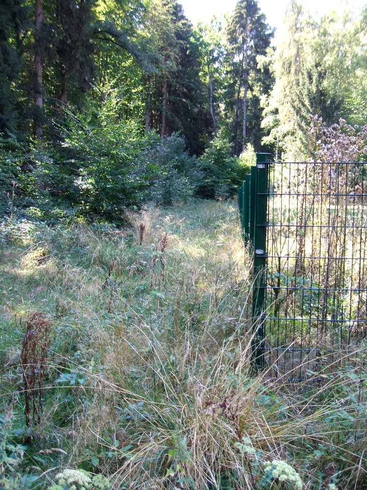 Forbach zwischen Quelle und Teich