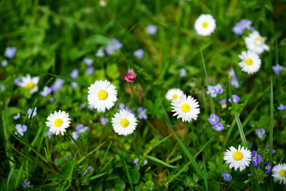 Bloom bellis philosophy multiannual daisy