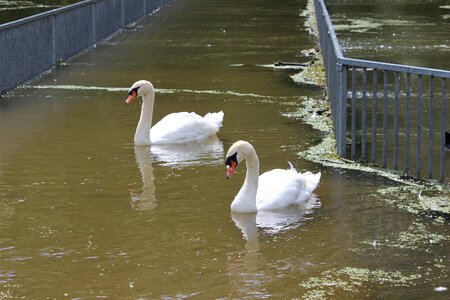 Puddle nature white