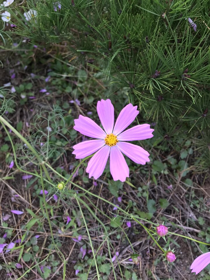 Flowers pink flowers wildflower