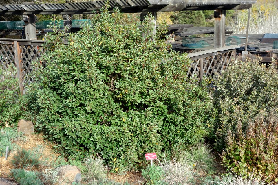 Frangula californica (Rhamnus californica) - Regional Parks Botanic Garden, Berkeley, CA - DSC04389