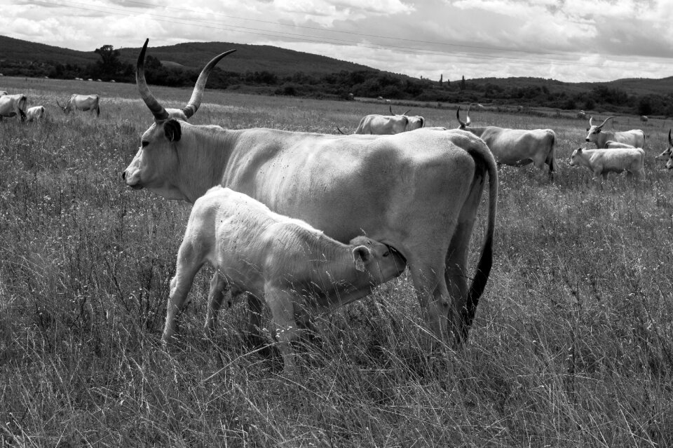 Hungarian horns calf