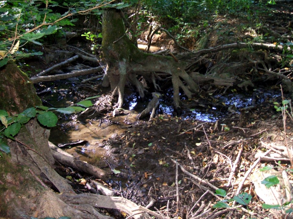 Forbach Einmündung Bach vom Hilbertsborn von hinten