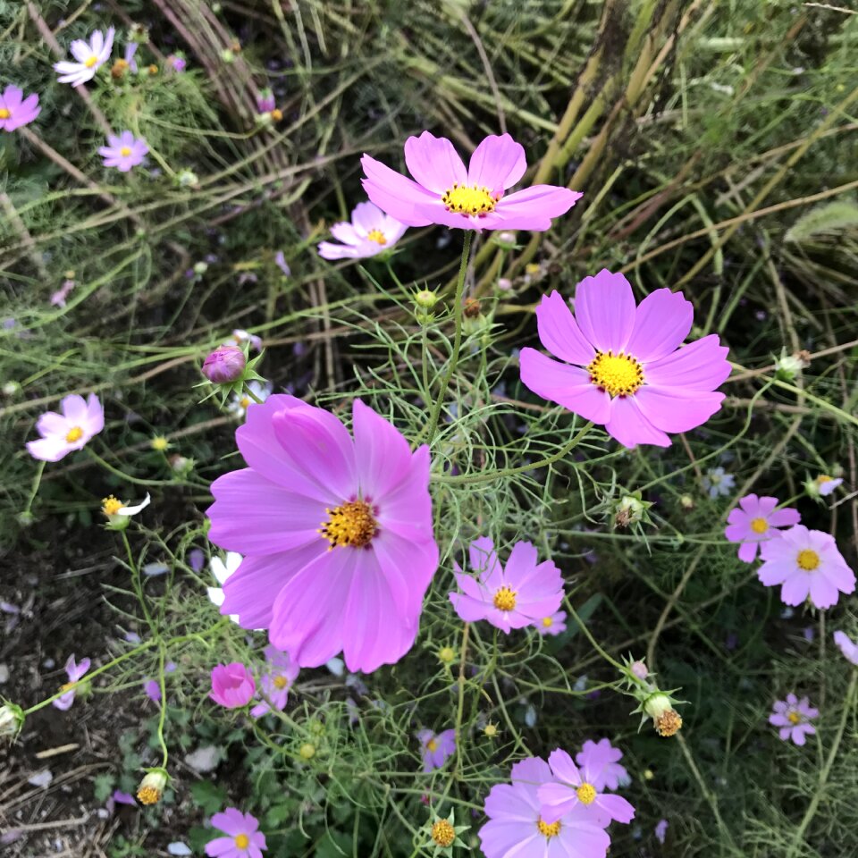 Flowers pink flowers wildflower
