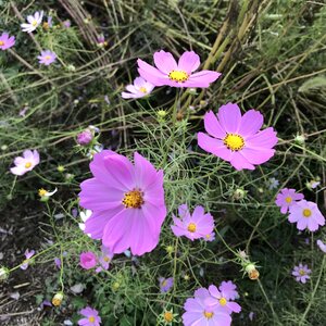 Flowers pink flowers wildflower