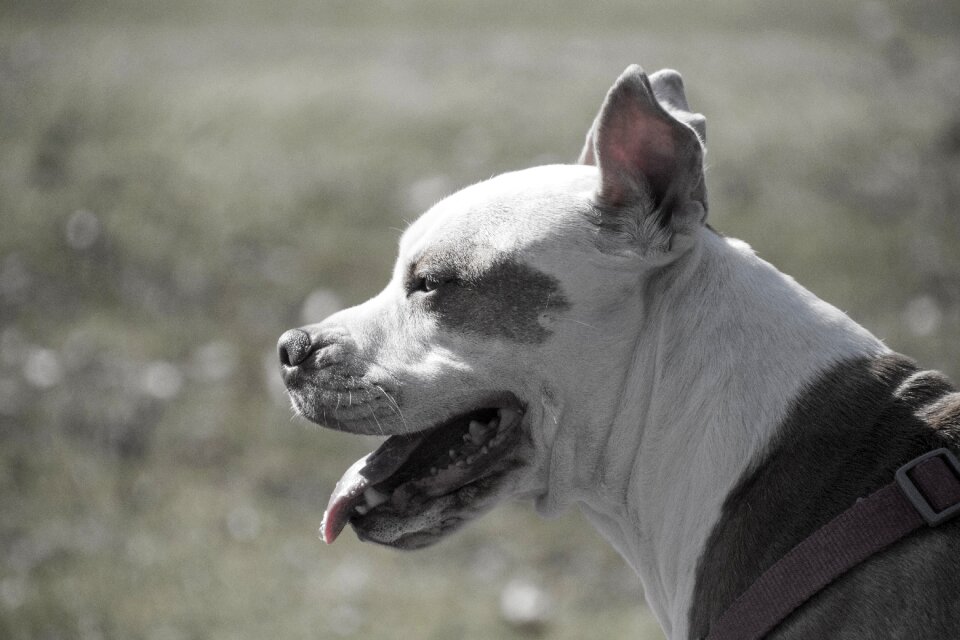 Canine pit bull gray dog
