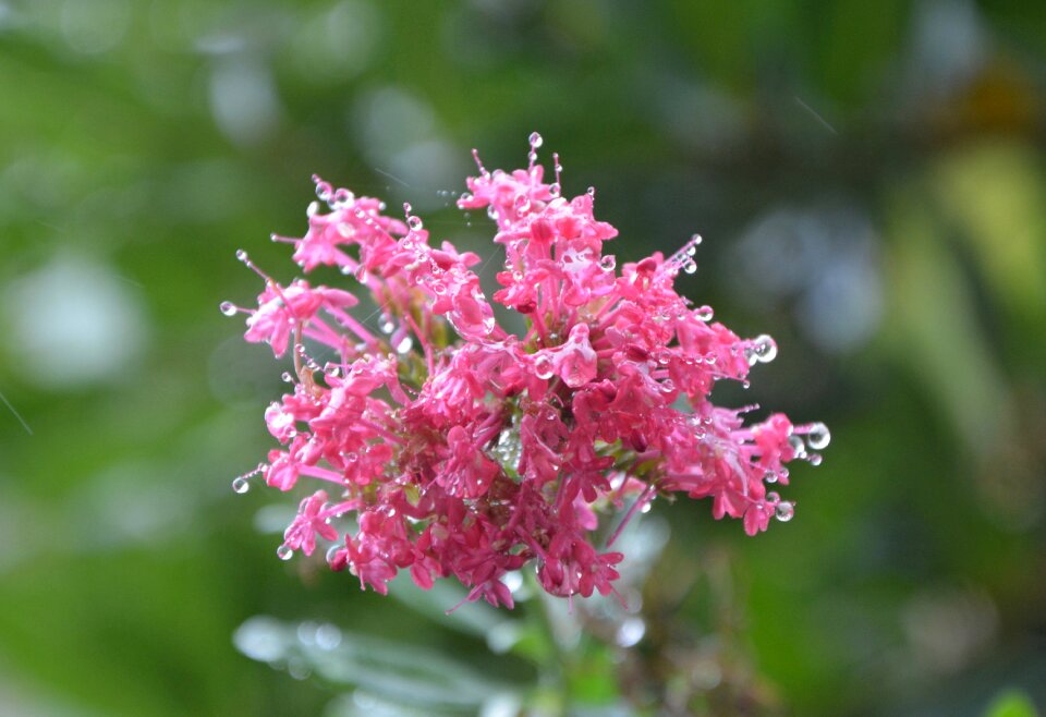Flowers decorative plants flowering