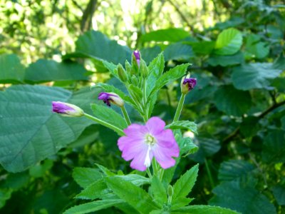 Fleur mauve Binz