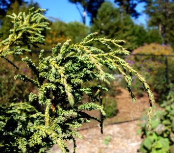 Fitzroya cupressoides - San Francisco Botanical Garden - DSC09846