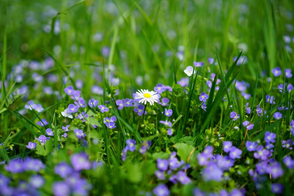 Flower blossom bloom