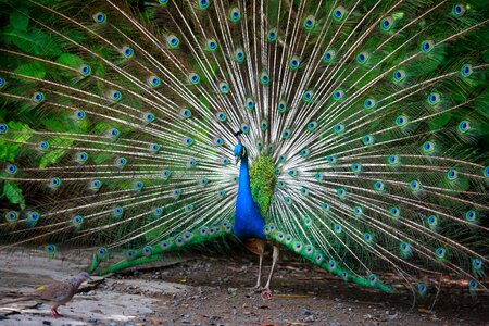 Nice tail male