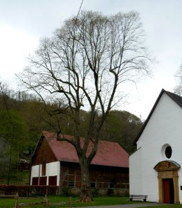 Etteln - Linde vor der Kluskapelle photo