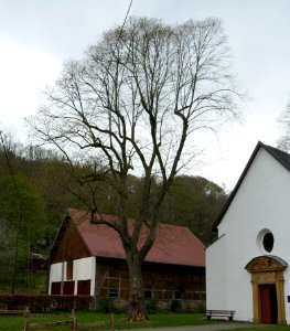 Etteln - Linde vor der Kluskapelle