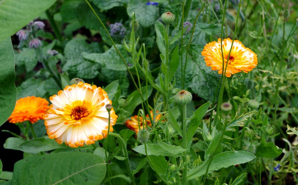 Fleurs bicolores - Parc floral