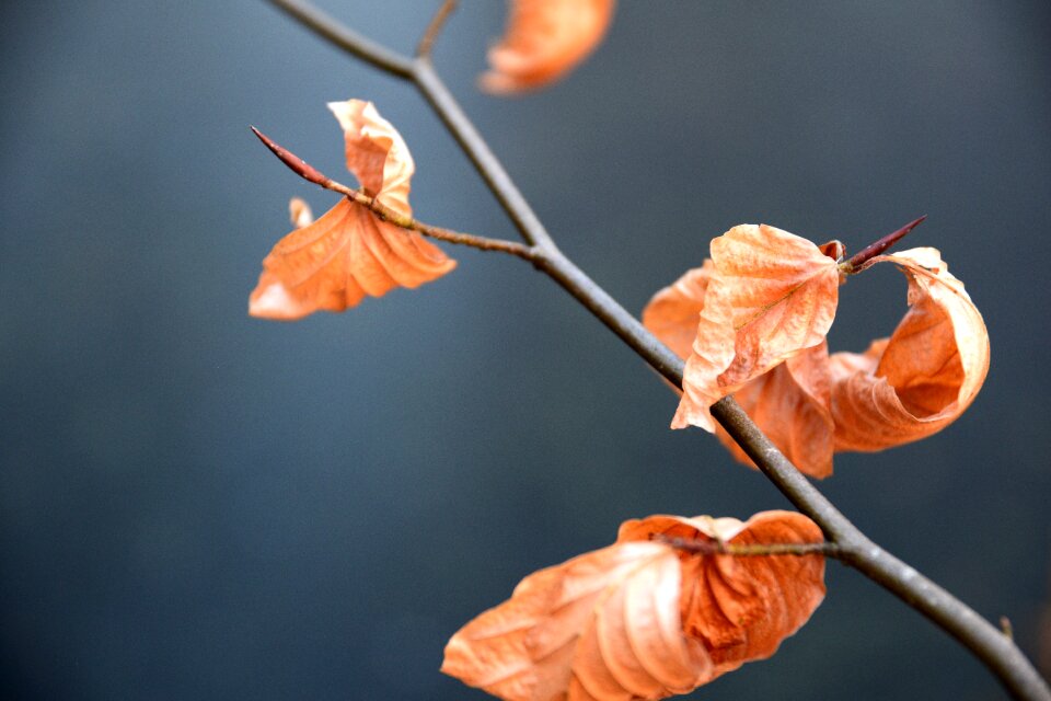 Nature sheet outdoor
