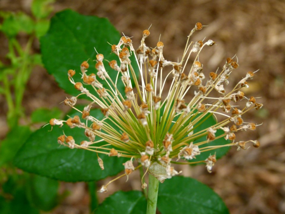 Fleur inconnue du jardin de la mairie