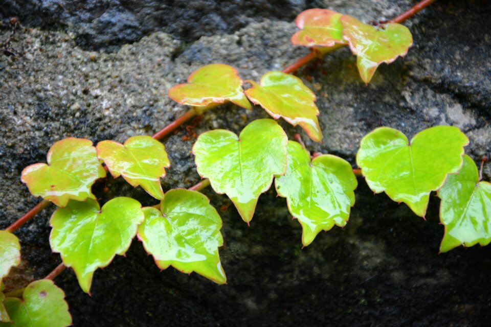 Plant nature plants