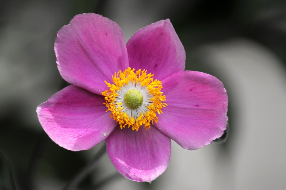 Bloom pink flower