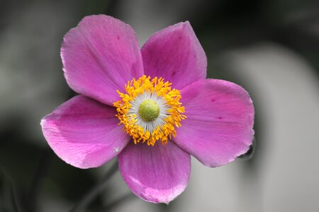 Bloom pink flower