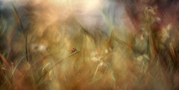 Meadow dream ladybug