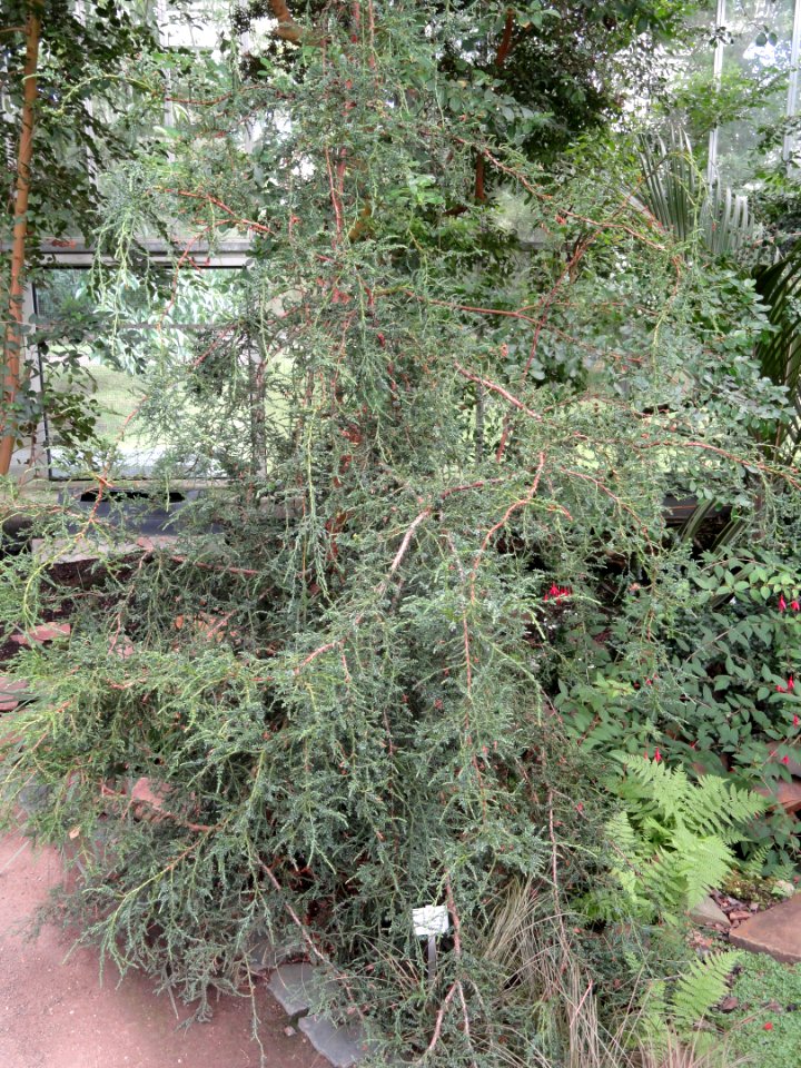 Fitzroya cupressoides - Palmengarten Frankfurt - DSC01928