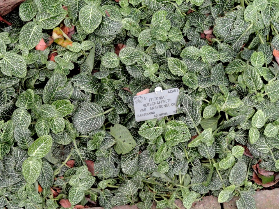 Fittonia verschaffeltii var. argyroneura - Copenhagen Botanical Garden - DSC07393