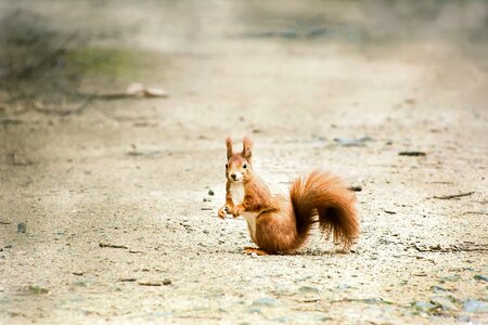 Mammal wild sand