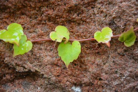 Plant nature plants