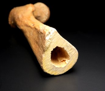 Femur - detail of diaphysis cross section
