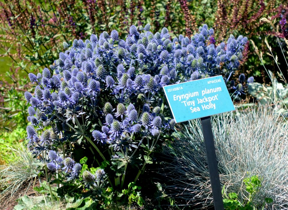 Eryngium planum 'Tiny Jackpot' - Coastal Maine Botanical Gardens - DSC03140