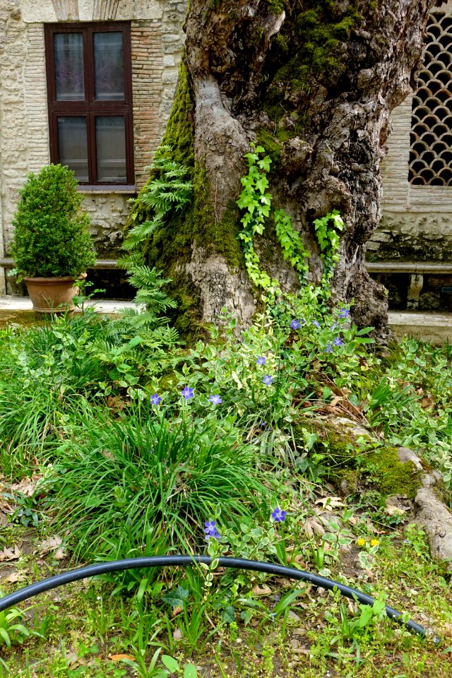 Foliage - Villa d'Este - Tivoli, Italy - DSC04065