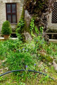 Foliage - Villa d'Este - Tivoli, Italy - DSC04065