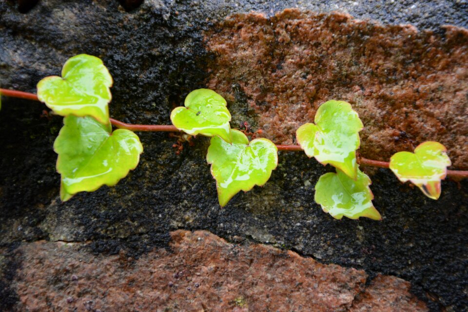 Green decoration leaves