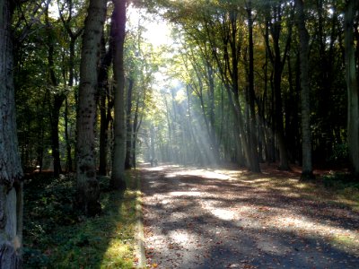 Forêt De Montgeon (180697511)