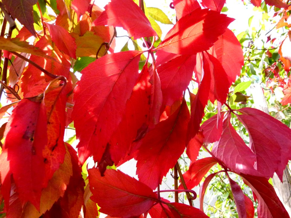 Feuilles rouges d'automne 2
