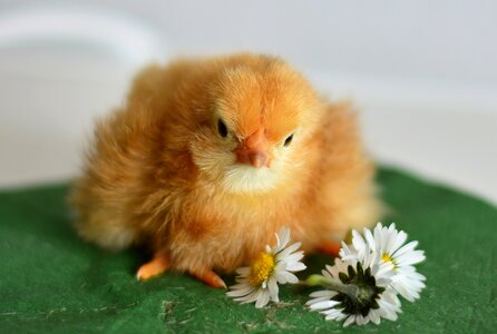 Hatched cute fluffy photo